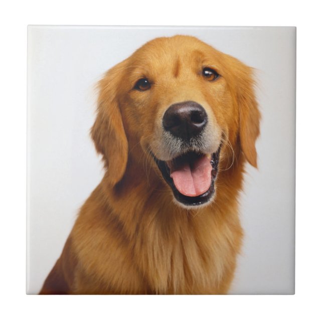 Goldenes Retriever-Lächeln Fliese (Vorderseite)