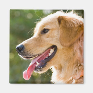 Goldenes Retriever-Profil mit Zunge-Out Magnet