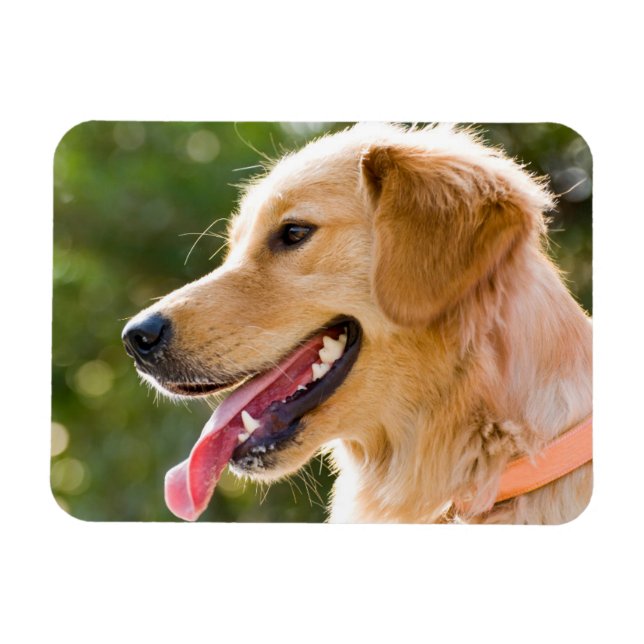 Goldenes Retriever-Profil mit Zungenausschnitt Magnet (Horizontal)