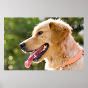 Goldenes Retriever-Profil mit Zungenausschnitt Poster