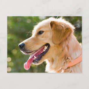 Goldenes Retriever-Profil mit Zungenausschnitt Postkarte