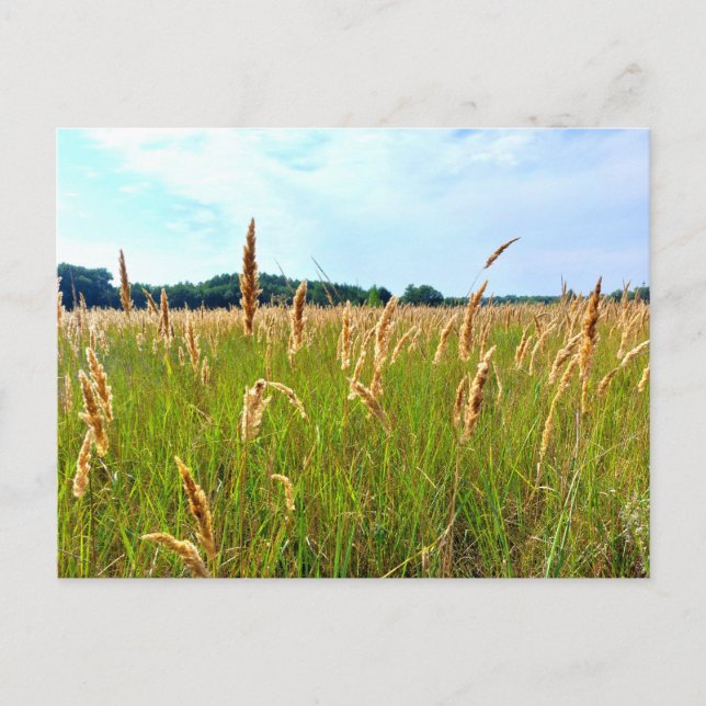 Goldenes Sommerfeld Postkarte (Vorderseite)