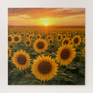 Goldenes Sonnenblumenfeld bei Sonnenuntergang