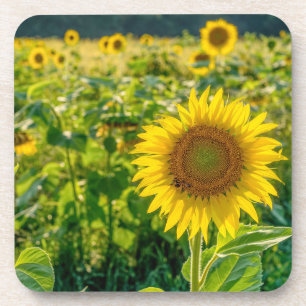 Goldenes Sonnenblumenfeld Getränkeuntersetzer