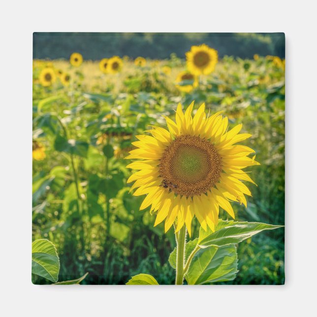 Goldenes Sonnenblumenfeld Magnet (Vorne)