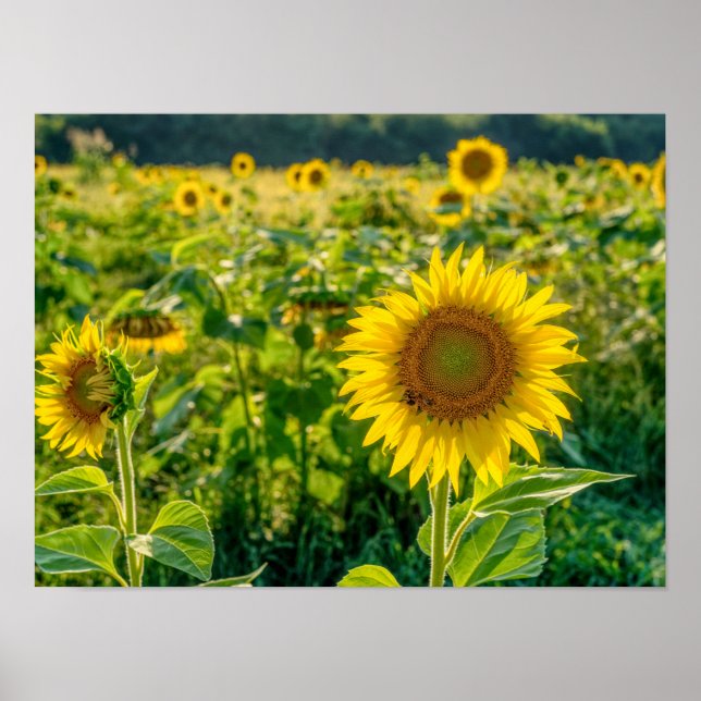 Goldenes Sonnenblumenfeld Poster (Vorne)
