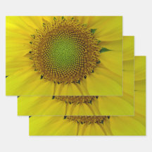 Goldenes Sonnenblumenverhältnis