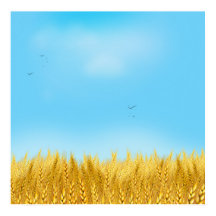 Goldenes Weizenfeld Blauer Himmel Ölgemälde Sommer