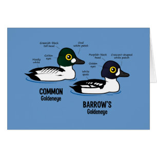 Goldeneye contre le Goldeneye