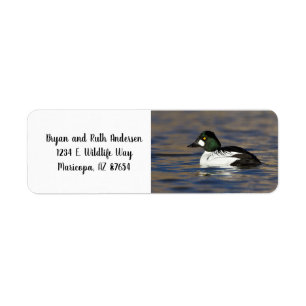 Goldeneye-Ente