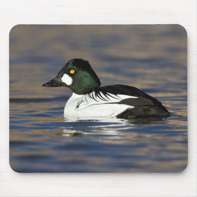 Goldeneye-Ente Mousepad (Vorne)