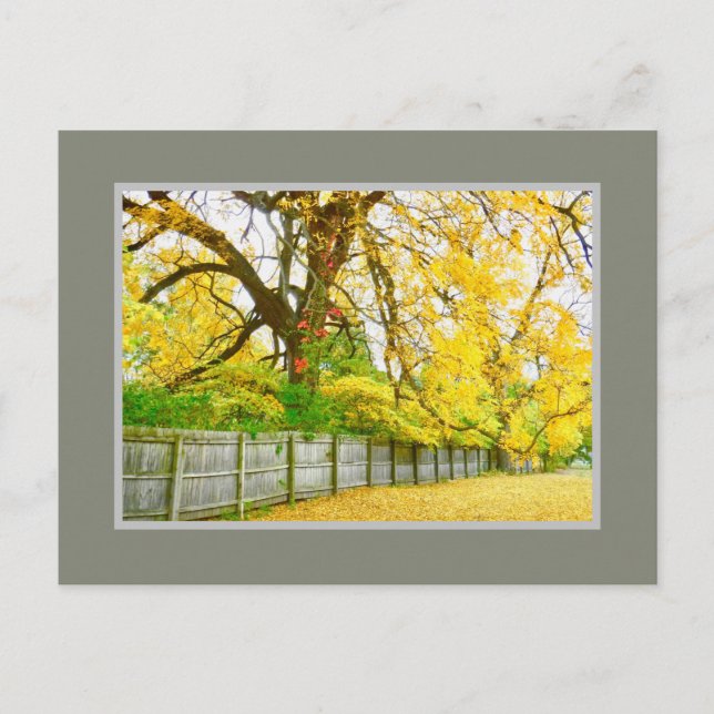 GOLDENGLOW / BÄUME UND BLÄTTER POSTCARD POSTKARTE (Vorderseite)