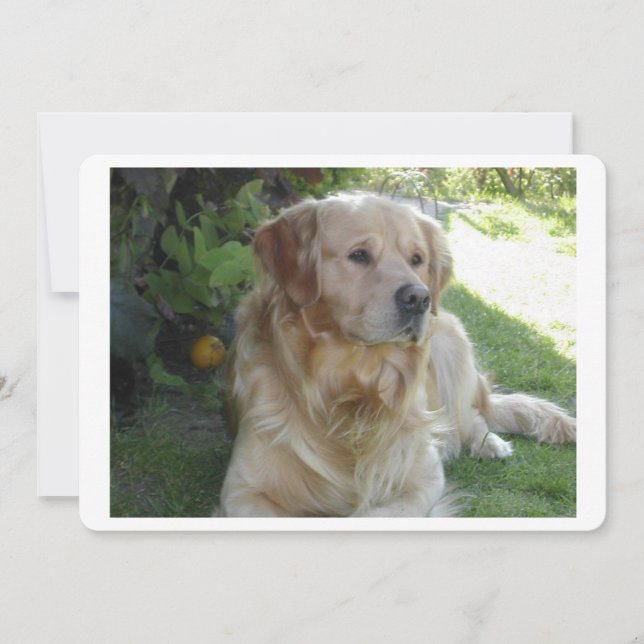 Goldenretriever Leg 2.png (Vorderseite)