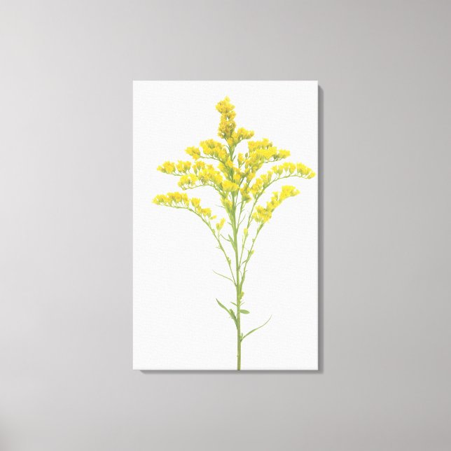 Goldenrod-Blume (Solidago juncea), Nordamerika Leinwanddruck (Vorderseite)