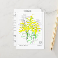 Goldenrod Materia Medica Monograph Kräuterstudie