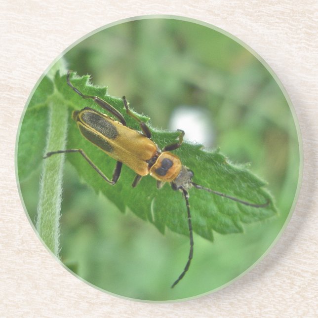 Goldenrod Soldier Beetle Getränkeuntersetzer (Vorne)