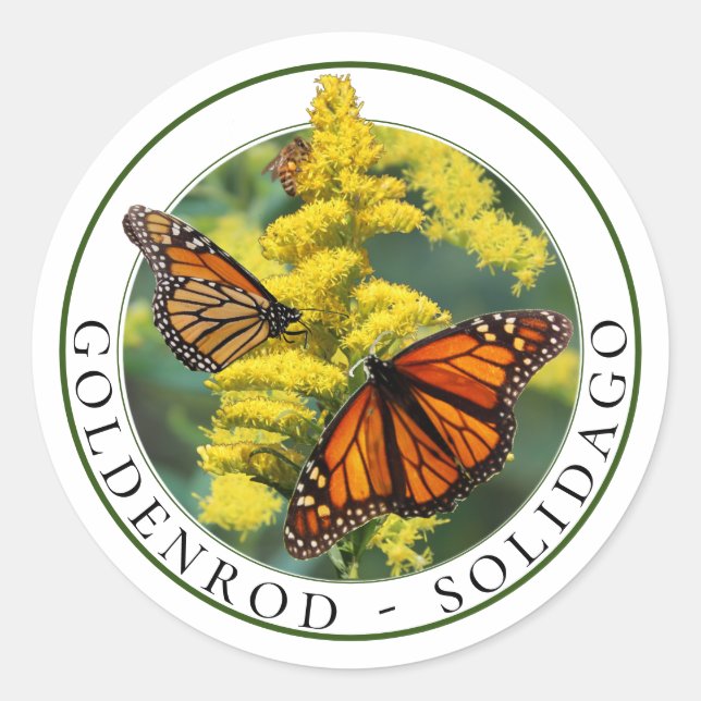 Goldenrod Solidago und Monarch Butterfliegen Runder Aufkleber (Vorderseite)
