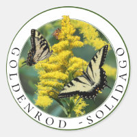 Goldenrod Solidago und Tiger Frack Butterfly