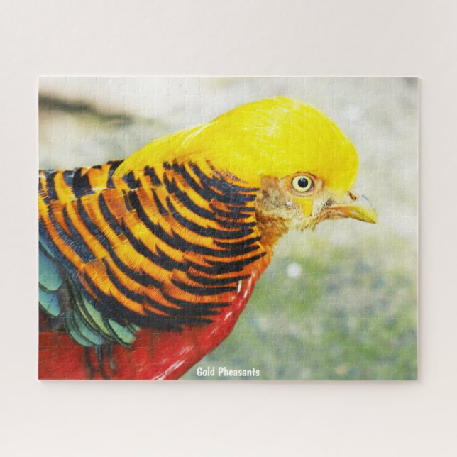 Goldfasan (Horizontal)