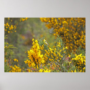 Goldfeine und gelbe Blumen Poster