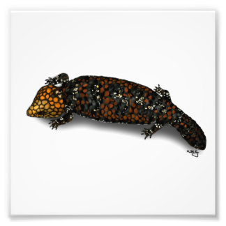 Goldfields Shingleback Lizard Print Fotodruck