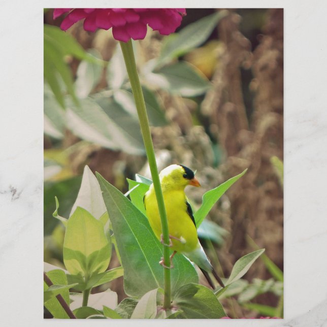 Goldfinch (Vorderseite)