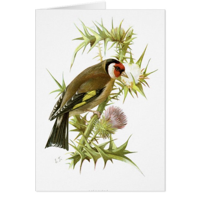 Goldfinch (Vorne)