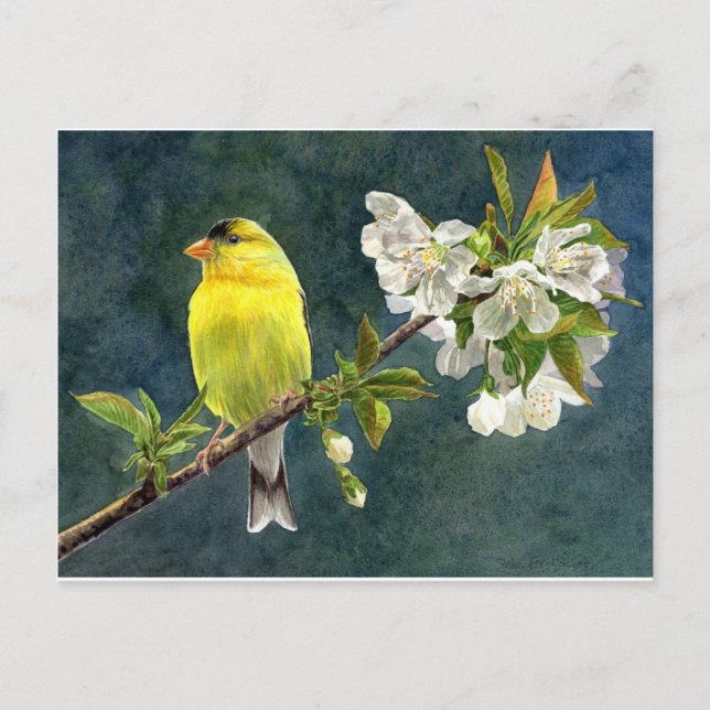 Goldfinch and Cherry Blossoms Postkarte (Vorderseite)