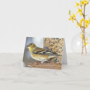 Goldfinch au chargeur - Carte blanche