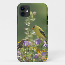 Goldfinch auf einer Harebell-Blume