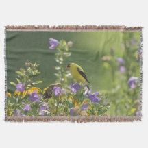 Goldfinch auf einer Harebell-Blume