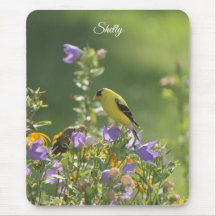 Goldfinch auf einer Harebell-Blume