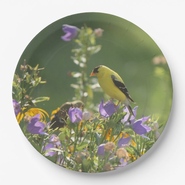 Goldfinch auf einer Harebell-Blume Pappteller (Vorderseite)