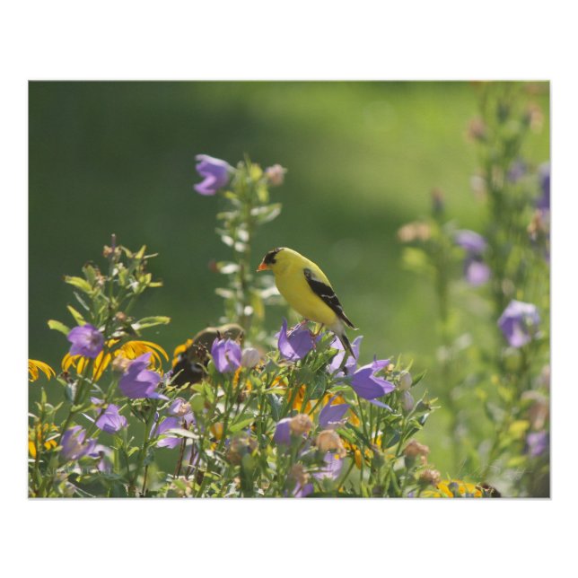 Goldfinch auf einer Harebell-Blume Poster (Vorderseite)