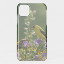 Goldfinch auf einer Harebell-Blume