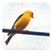 Goldfinch auf einer Power-Linie