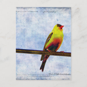 Goldfinch auf Power Line Postkarte