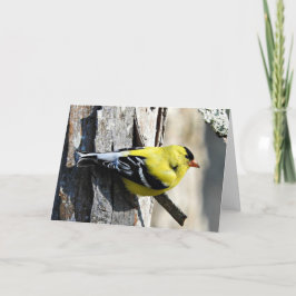 Goldfinch auf Shagbark Gruß-Karte, leeres Innere Karte