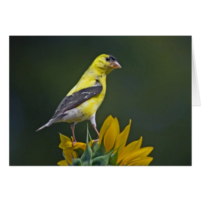 Goldfinch auf Sonnenblume (Vorderseite (Horizontal))