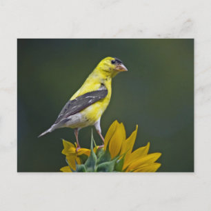 Goldfinch auf Sonnenblume Postkarte
