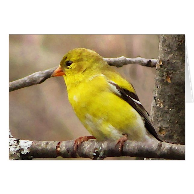 Goldfinch-Blankenkarte (Vorderseite (Horizontal))