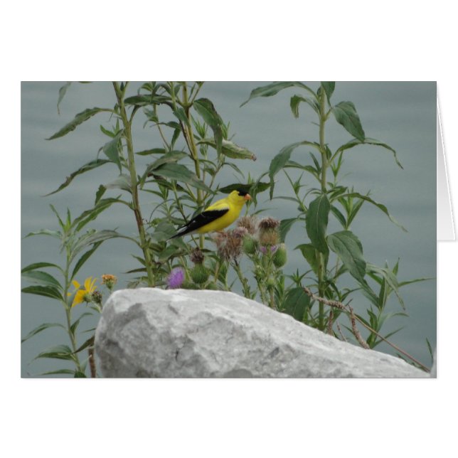 Goldfinch, Distel u. Felsen an Lakeshore (Vorderseite (Horizontal))