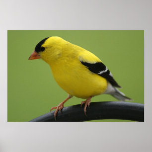 Goldfinch-Druck Poster