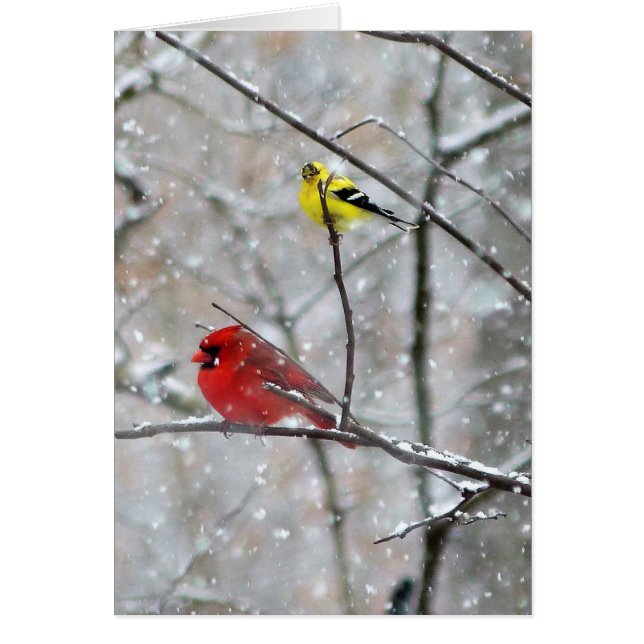 Goldfinch Et Cardinal (Devant)