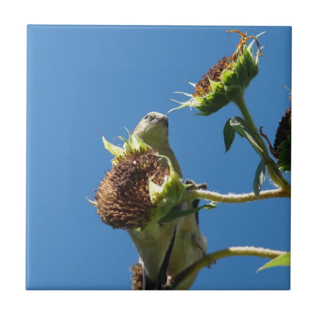 Goldfinch Fliese (Vorderseite)