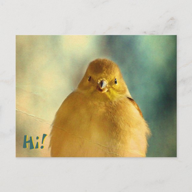 Goldfinch-Foto Postkarte (Vorderseite)