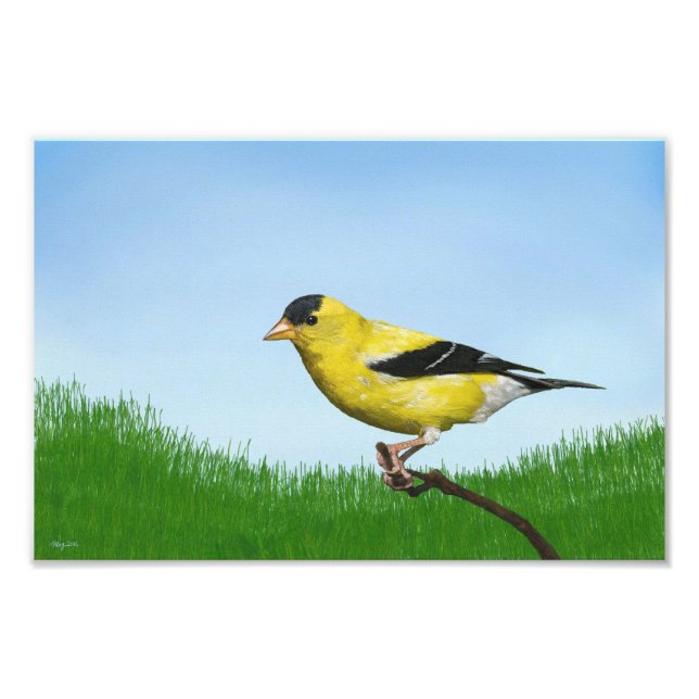 Goldfinch Fotodruck (Vorne)
