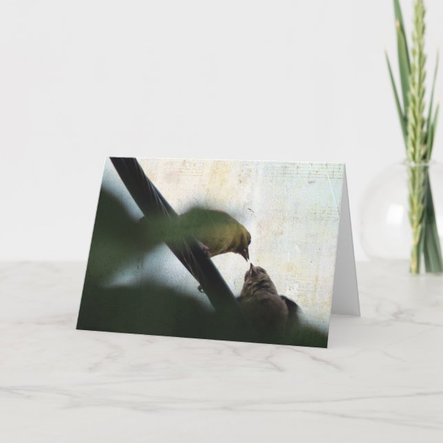 Goldfinch Füttre Baby, Geburtstag Karte (Vorderseite)