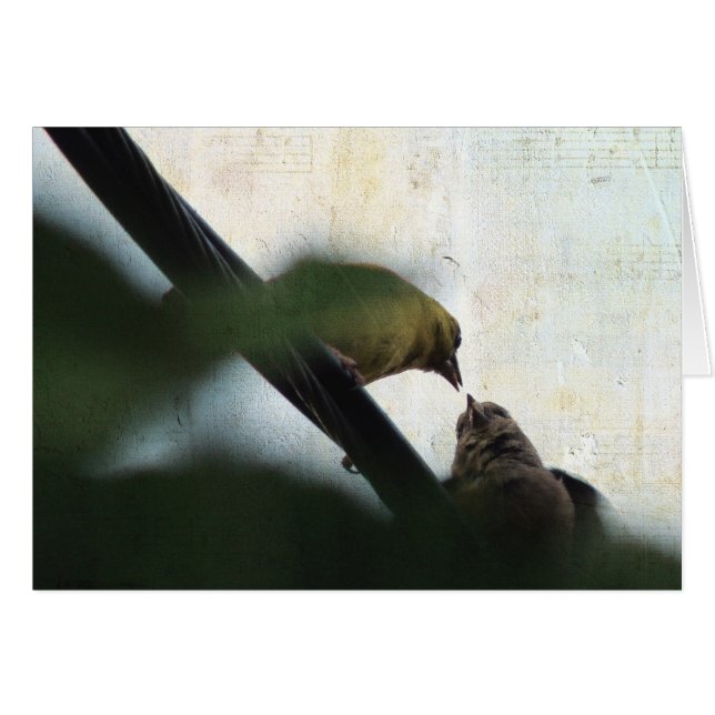 Goldfinch Füttre Chick (Vorderseite (Horizontal))