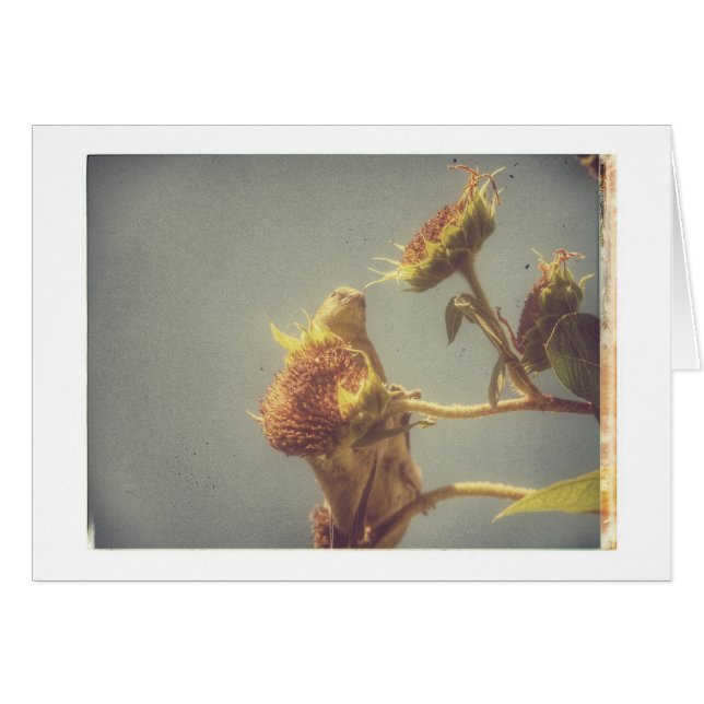 Goldfinch Grunge (Vorderseite (Horizontal))